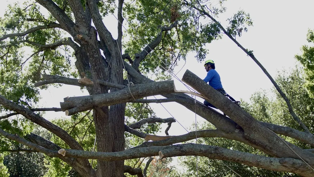 Professional Hazardous Tree Removal performed by certified arborists in Sabin